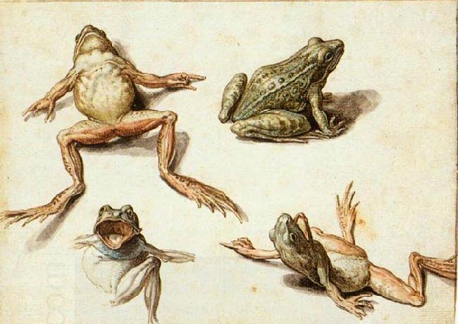 GHEYN, Jacob de II Four Studies of Frogs China oil painting art
